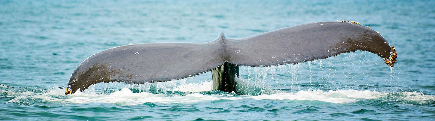 Banderas Bay Express Whale Watching & Sailing Tour 1