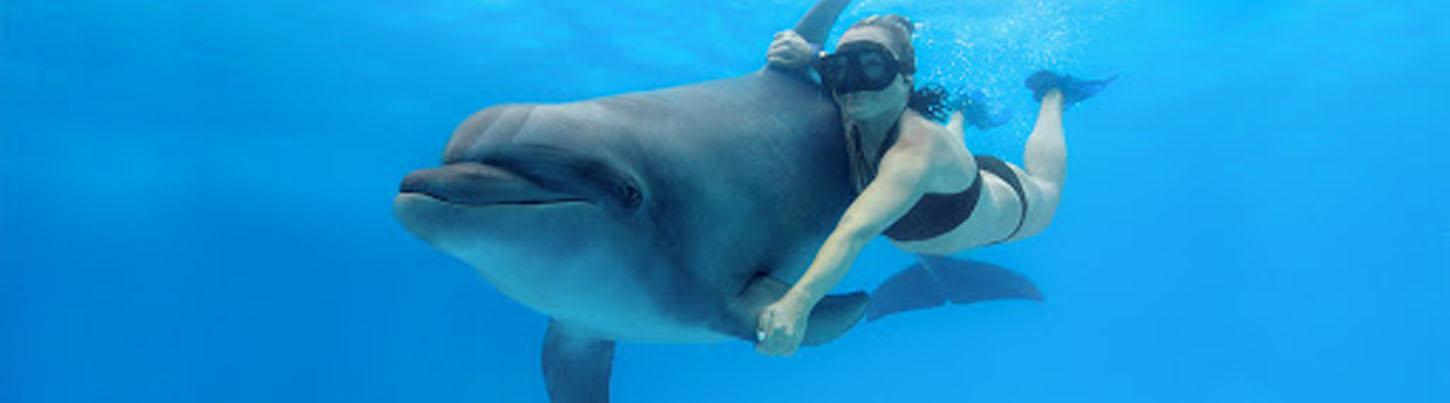 Dolphin Extreme Underwater Dolphin Swim 3
