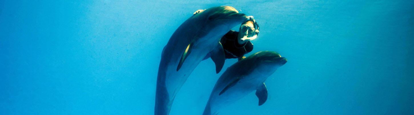 Dolphin Extreme Underwater Dolphin Swim 4