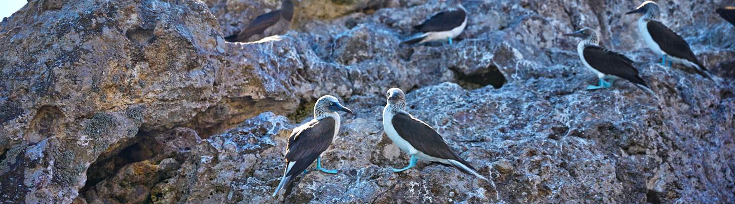 Marietas Islands Snorkeling & Marine Birds Eco Tour 6
