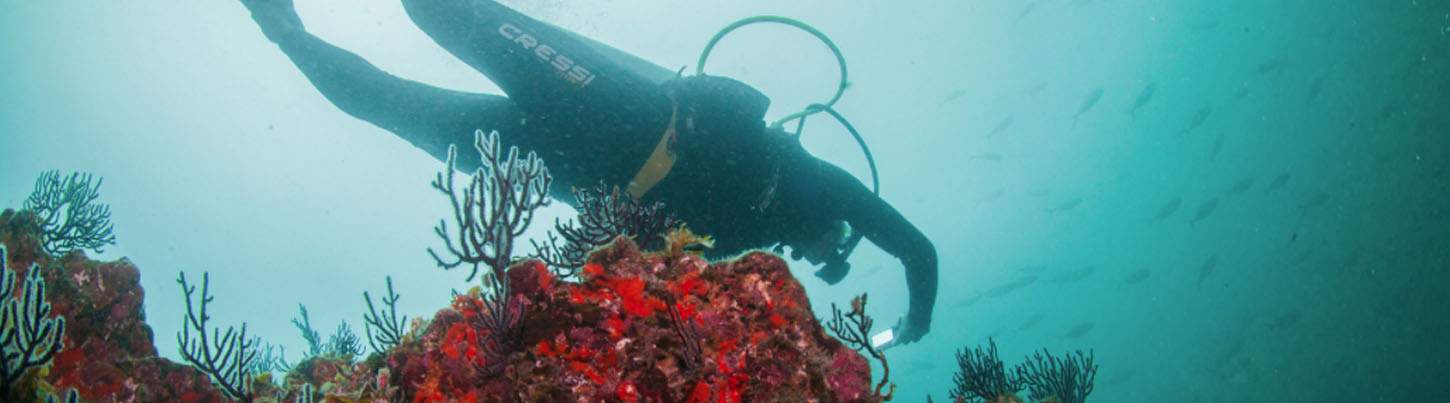 Marietas Islands Scuba Diving Puerto Vallarta 6