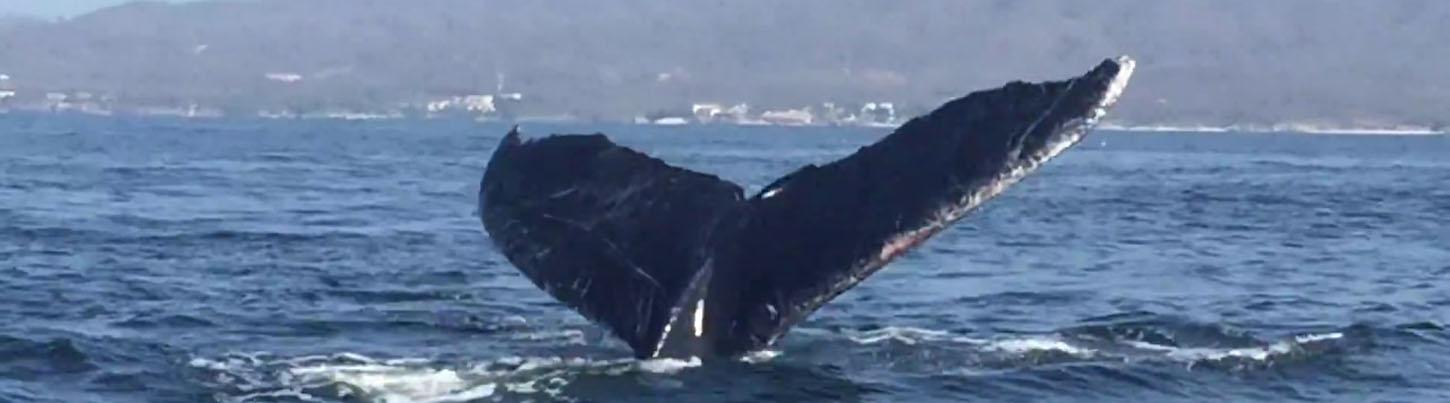 Private Whale Watching Puerto Vallarta 4