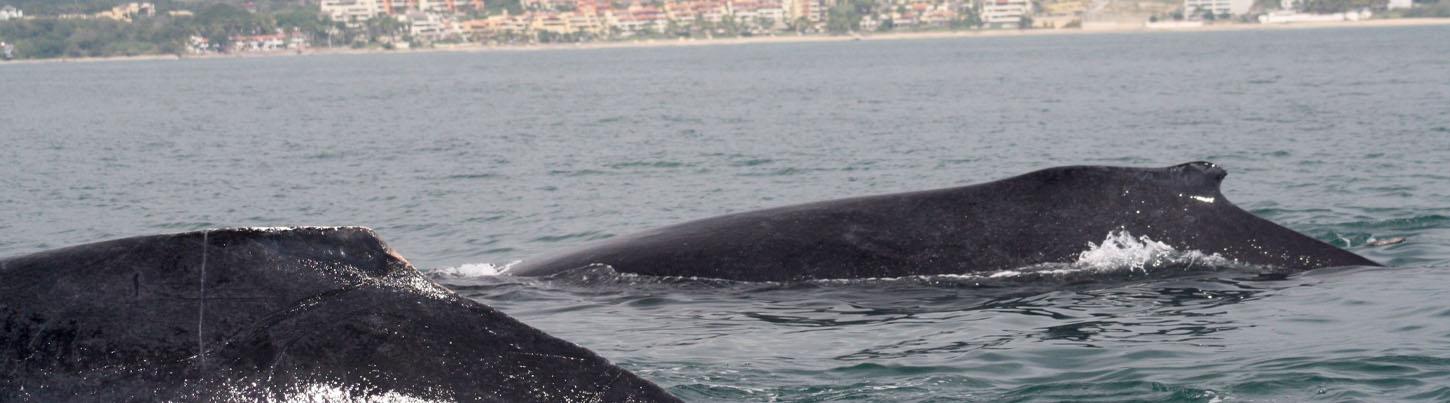Private Whale Watching Puerto Vallarta 5