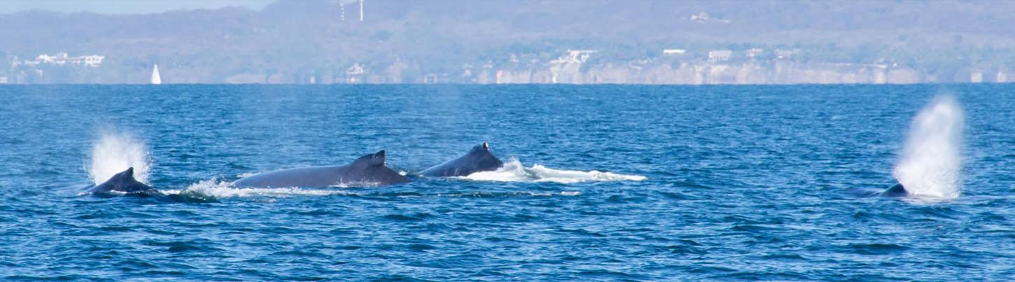Private Whale Watching Puerto Vallarta 6