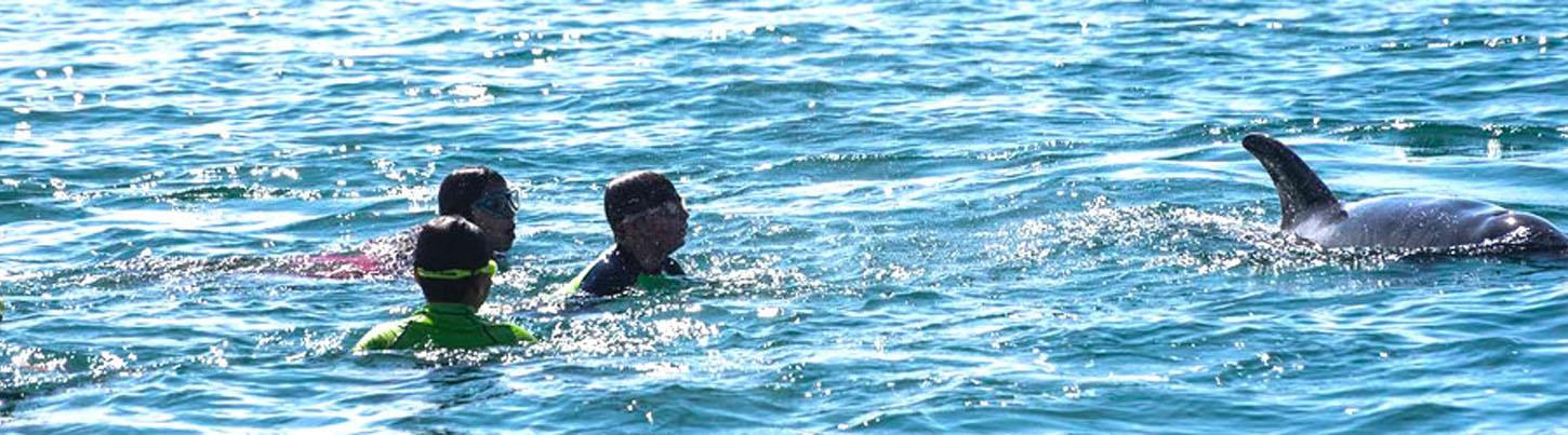 Snorkel With Wild Dolphins 2