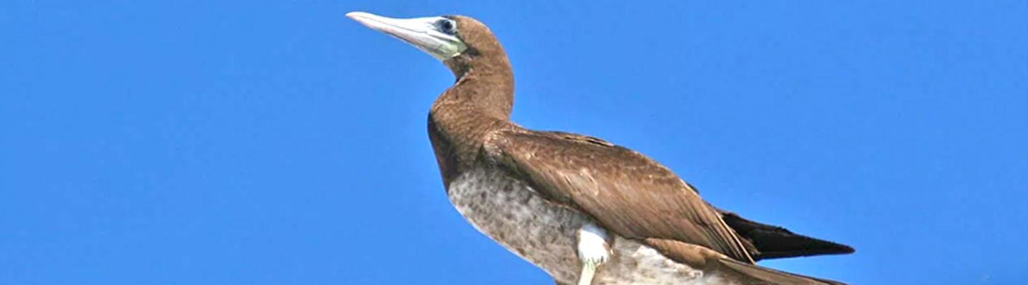 Banderas Bay Bird Watching Ameca River 4