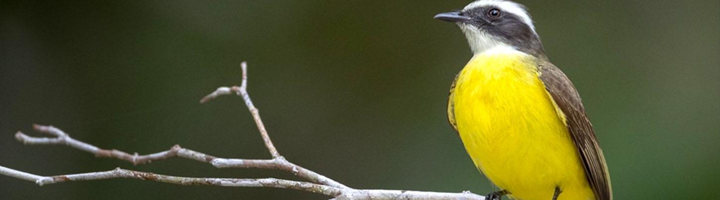 Banderas Bay Bird Watching Ameca River 6