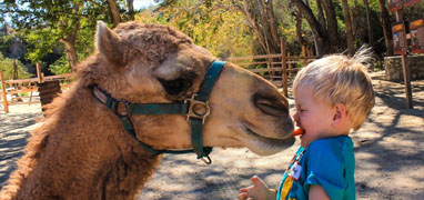 Cabo Camel Ride Adventure