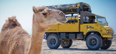 4x4 Outback Safari & Camel Ride Cabo