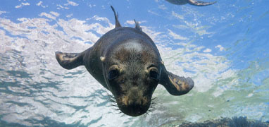 Espiritu Santo Island Baja Sightseeing Adventure