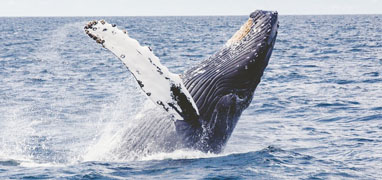 Magdalena Bay Whale Watching Experience