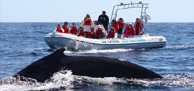 Cabo Express Fast Boat Whale Watching Los Cabos