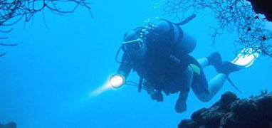 Cozumel Night Dive