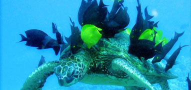 1-Tank or 2-Tank Mazatlan Scuba Diving