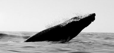 Mazatlan Whale Watching Eco Tour