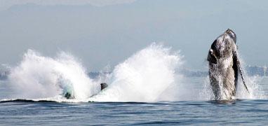 Catamaran Whale Watching Puerto Vallarta