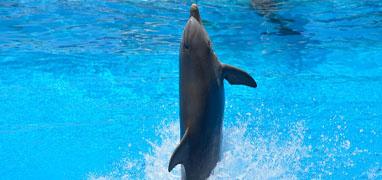 Dolphin Trainer For A Day Puerto Vallarta