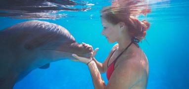 Dolphin Extreme Underwater Dolphin Swim