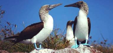 Marietas Islands Snorkeling & Marine Birds Eco Tour