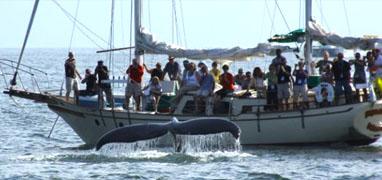 Sails & Whales in Puerto Vallarta