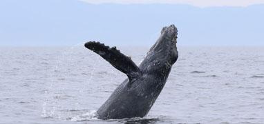 Pacific Whale Watching & Wild Dolphin Adventure