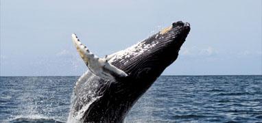 Zodiac Whale Watching Puerto Vallarta