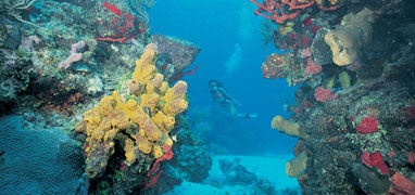 Puerto Morelos National Marine Park Snorkel