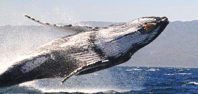 Avistamiento de Ballenas & Aventura con Delfines Salvajes