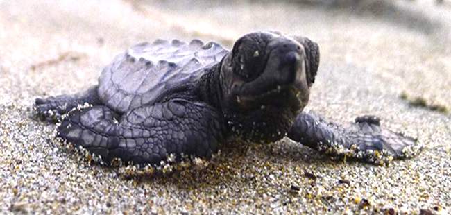 Aventura de Liberación de Tortugas en Puerto Vallarta