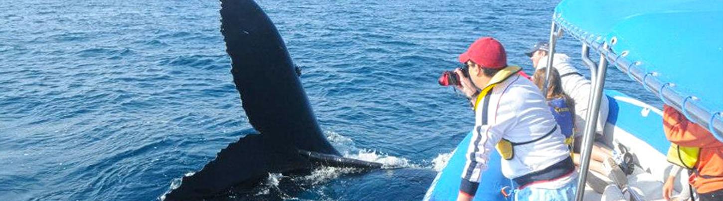 Avistamiento de Ballenas en el Zodiac Puerto Vallarta 2
