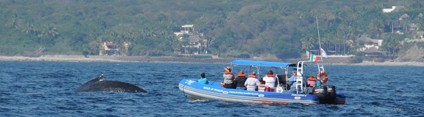 Avistamiento de Ballenas en el Zodiac Puerto Vallarta 4