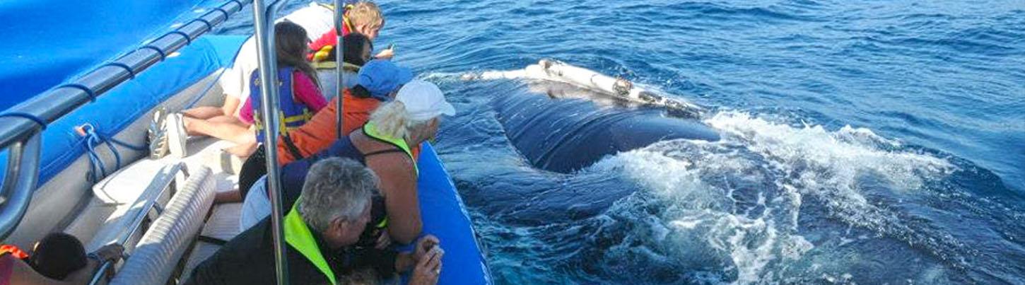 Avistamiento de Ballenas en el Zodiac Puerto Vallarta 5
