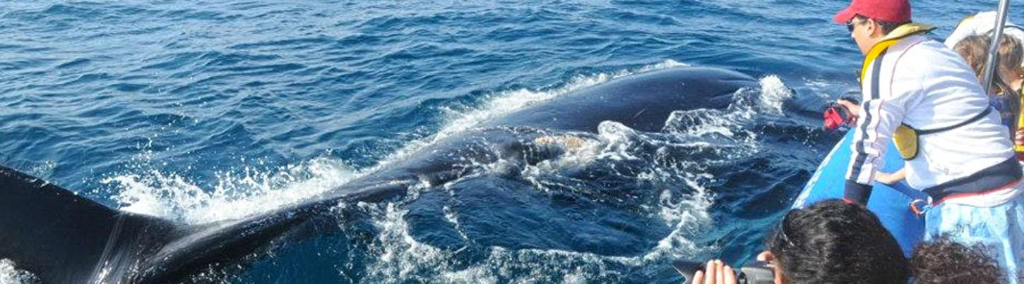 Avistamiento de Ballenas en el Zodiac Puerto Vallarta 7