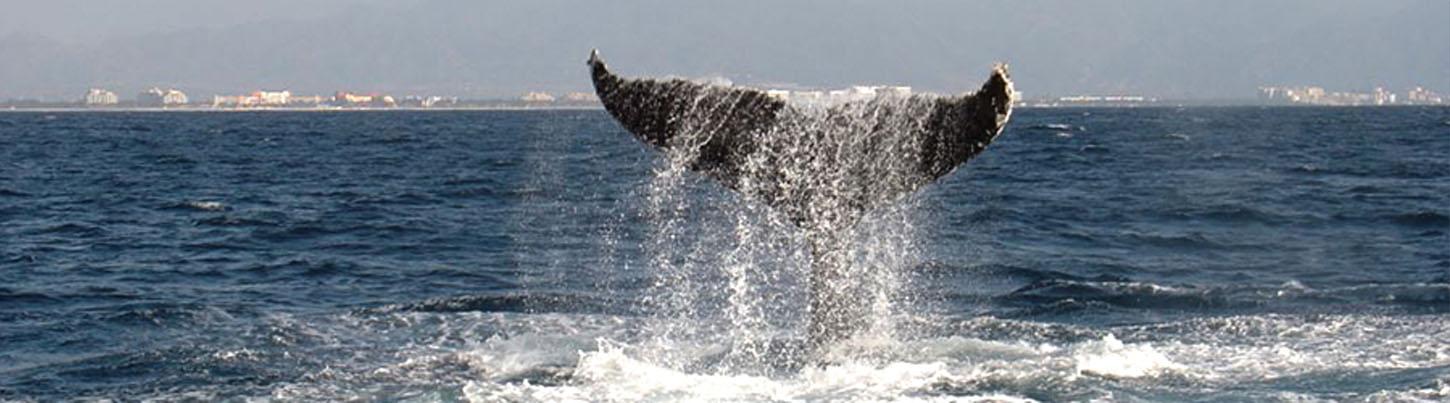 Velero a Marietas & Avistamiento de Ballenas en Puerto Vallarta 1