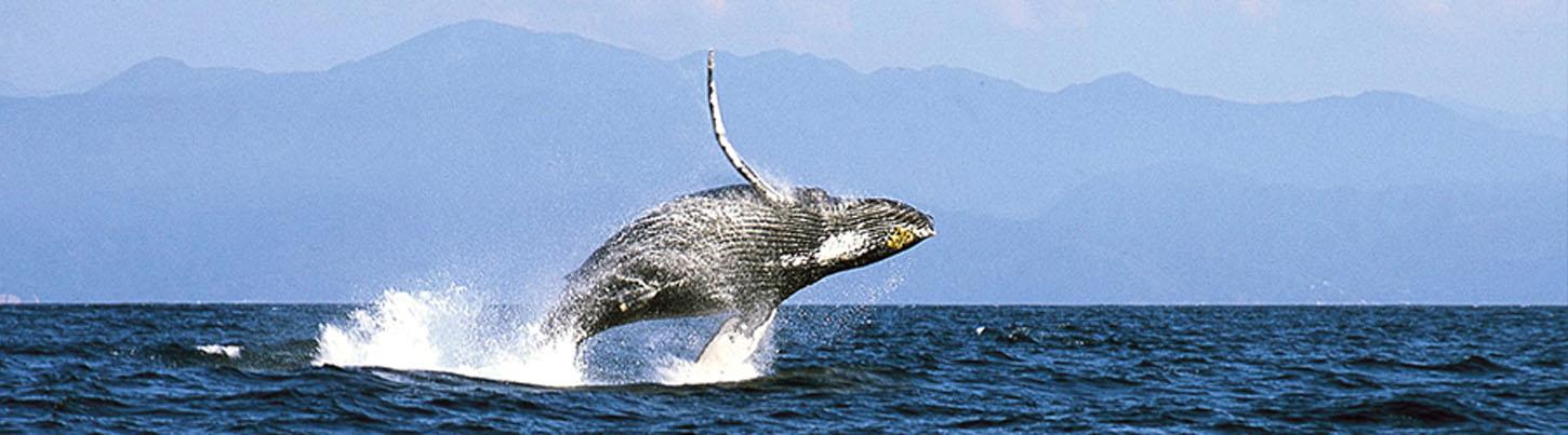 Velero a Marietas & Avistamiento de Ballenas en Puerto Vallarta 5