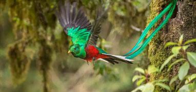 Avistamiento de Aves en las Tierras Altas de la Sierra Madre & El Tuito