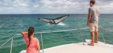 Catamarán Privado Catalina con Avistamiento de Ballenas