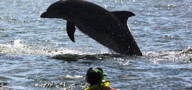 Búsqueda de Delfines Salvajes & Expedición de Tortugas Marinas