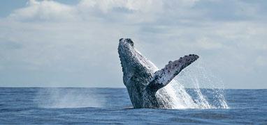 Tortugas Marinas, Delfines & Ballenas – Excursión Ecológica 3 en 1