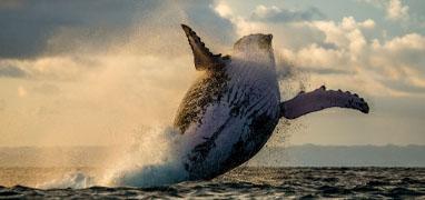 Excursión Privada de Avistamiento de Ballenas en Puerto Vallarta