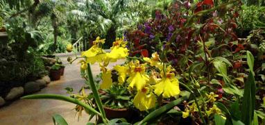 Excursión al Jardín Botánico de Puerto Vallarta