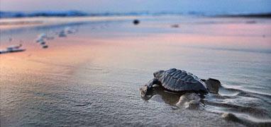 Aventura de Liberación de Tortugas en Puerto Vallarta