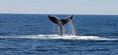 Avistamiento de Ballenas Exprés en Bahía de Banderas & Excursión en Velero